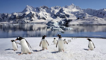 Pingüinos Gentoo (Pygoscelis papua) en la isla Danko en la Península Antártica en la Antártida
.