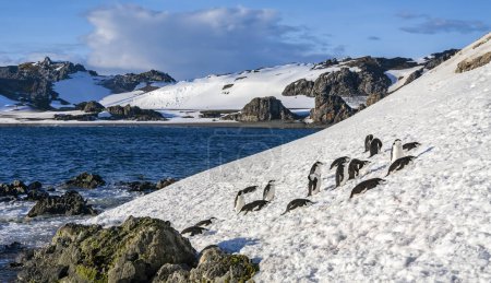 Téléchargez les photos : Un groupe de manchots de Chinstrap (Pygoscelis antarcticus) dans les îles Shetland du Sud, en Antarctique
. - en image libre de droit