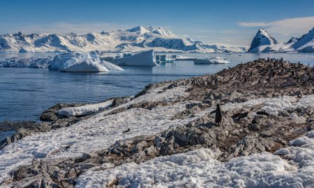 Gentoo-Pinguin-Kolonie in der Nähe der Cuverville-Insel im Erera-Kanal der Westküste der antarktischen Halbinsel in der Antarktis.
