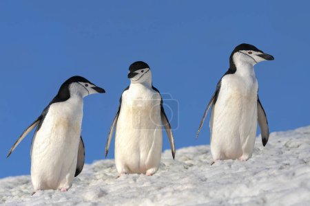 Téléchargez les photos : Groupe de manchots de Chinstrap (Pygoscelis antarcticus) dans les îles Shetland du Sud au large de la péninsule Antarctique en Antarctique
. - en image libre de droit