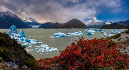 Téléchargez les photos : Firebush chilien et icebergs à Largo Grey avec le glacier Grey au loin. Parc national des Torres del Paine, Patagonie dans le sud du Chili, Amérique du Sud
. - en image libre de droit