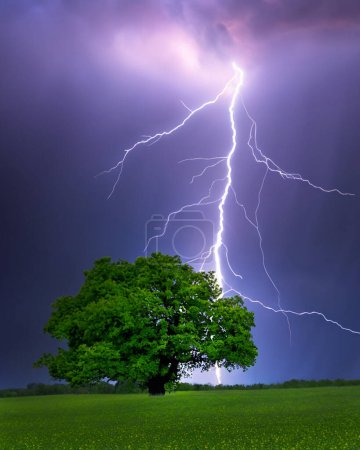 Photo for Lightning strike in an English country meadow. - Royalty Free Image