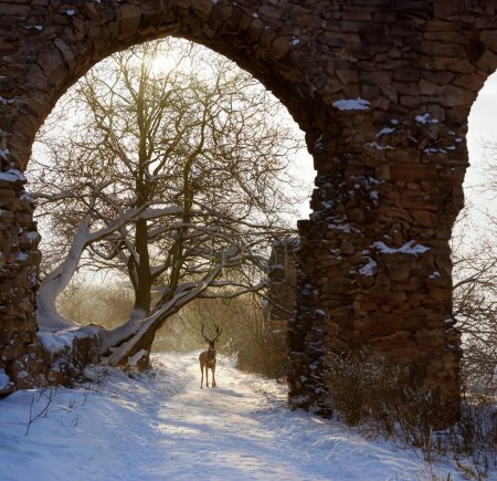 Foto de Ciervo joven parado en un camino cubierto de nieve cerca de las ruinas de la abadía en Yorkshire del Norte en el Reino Unido. - Imagen libre de derechos