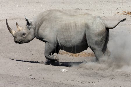 Téléchargez les photos : Rhinocéros noir (Diceros Bicornis) dans le parc national d'Etosha dans le nord de la Namibie. - en image libre de droit