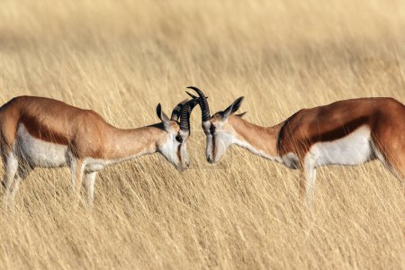 Foto de Dos jóvenes machos Springbok (Antidorcas marsupialis) cierran cuernos en el Parque Nacional Etosha en el norte de Namibia. - Imagen libre de derechos