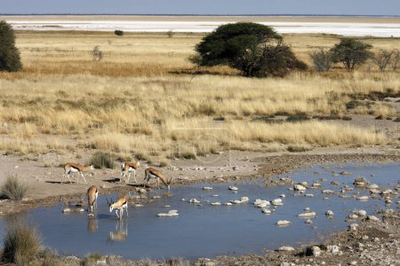 Foto de Grupo de Springbok (Antidorcas marsupialis) en un pozo de agua en el Parque Nacional Etosha en el norte de Namibia. - Imagen libre de derechos