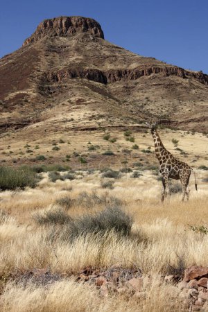Photo for Giraffe (Giraffa camelopardalis) in Damaraland, Namibia. - Royalty Free Image