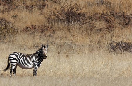 Téléchargez les photos : Le rare zèbre des montagnes de Hartmann (Equus hartmannae) à Damaraland, Namibie. - en image libre de droit