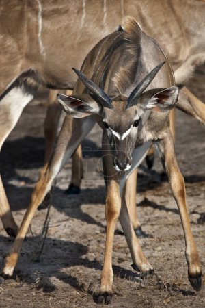 Une jeune antilope Kudu mâle (Tragelaphus strepsiceros) dans le parc national Chobe au nord du Botswana.