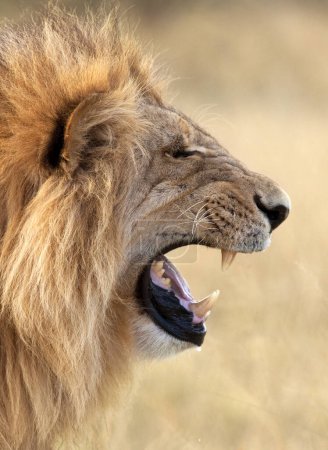 Photo for Mature male lion (Panthera leo) in the Savuti Region of Botswana. - Royalty Free Image