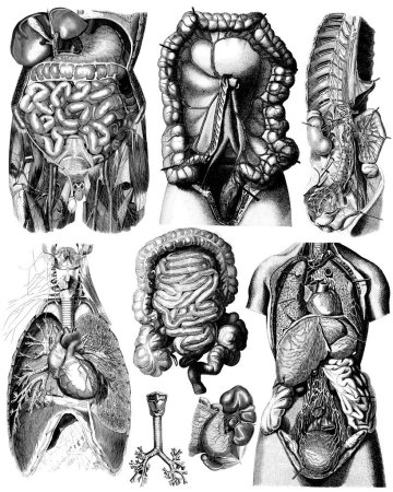 Foto de Dibujos anatómicos victorianos de partes del cuerpo humano. Aislado sobre un fondo blanco. - Imagen libre de derechos