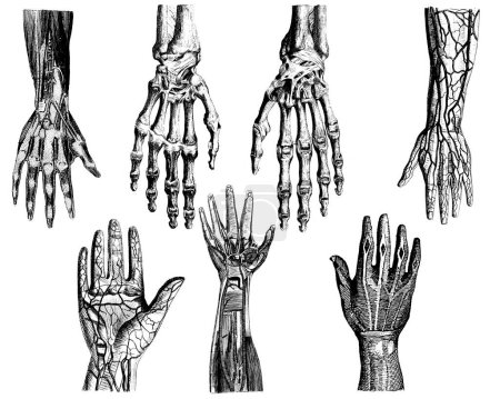 Foto de Dibujos anatómicos victorianos de partes del cuerpo humano. Aislado sobre un fondo blanco. - Imagen libre de derechos