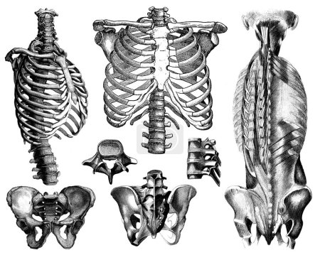 Téléchargez les photos : Dessins anatomiques victoriens de parties du corps humain. Isolé sur fond blanc. - en image libre de droit