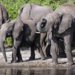 Large group of African Elephants (Loxodonta africana) drinking at the Chobe River in Botswana.