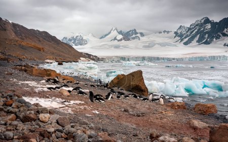 Pequeña colonia de Pingüinos Adelie (Pygoscelis adeliae) en la Península de Tabarin, Antártida.
