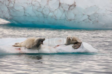 Foto de Dos focas antárticas (Arctocephalus gazella) descansando sobre un pequeño iceberg cerca de las Islas Melchor en la bahía de Dallmann, Antártida. - Imagen libre de derechos
