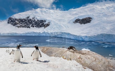 Téléchargez les photos : Pingouins de Gentoo (Pygoscelis papua) et le glacier de Neko Harbor, un bras de mer de la péninsule Antarctique sur la baie d'Andvord, Antarctique. - en image libre de droit