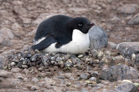 Pingüino Adelie (Pygoscelis adeliae) en su nido en la isla Paulet en la Península Antártica en la Antártida.