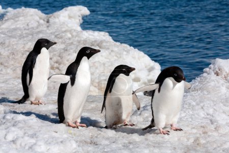 Foto de Grupo de pingüinos Adelie (Pygoscelis adeliae) en la isla Paulet en la Península Antártica en la Antártida
. - Imagen libre de derechos