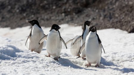 Pingüinos Adelie (Pygoscelis adeliae) en la isla Paulet en la Península Antártica en la Antártida.