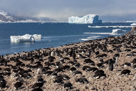 Colonie de manchots d'Adelie (Pygoscelis adeliae) sur l'île Paulet dans la péninsule Antarctique en Antarctique.