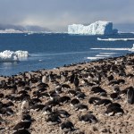 Colony of Adelie penguins (Pygoscelis adeliae) on Paulet Island on the Antarctic Peninsula in Antarctica.