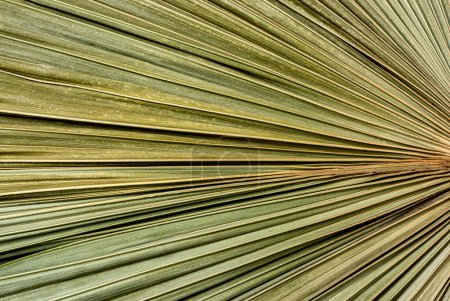 Téléchargez les photos : Feuilles de palmier vert radialement divergentes, fond, texture, nature. Photo de haute qualité - en image libre de droit