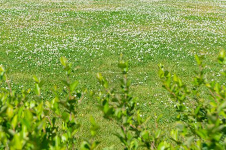 Olden - Norwegen - 28. Juni - 2023 - Gras und Blumen