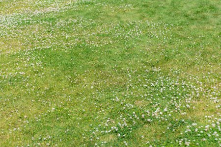 Olden - Norwegen - 28. Juni - 2023 - Gras und Blumen