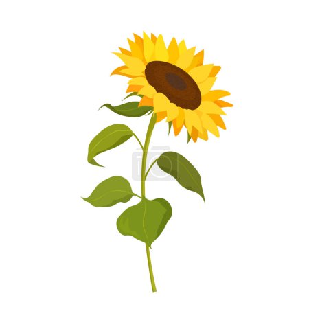 Photo for A blossoming sunflower isolated on a white background - Royalty Free Image