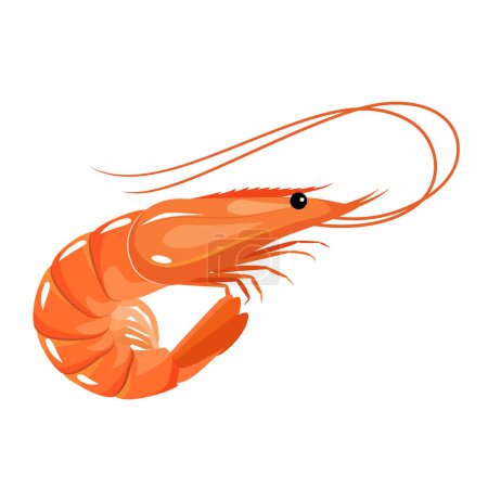 Cartoon shrimp illustration. Vector illustration