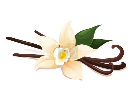Fleur de vanille avec gousses séchées et feuilles isolées sur fond blanc