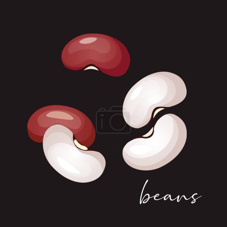 Vector illustration of red kidney beans.