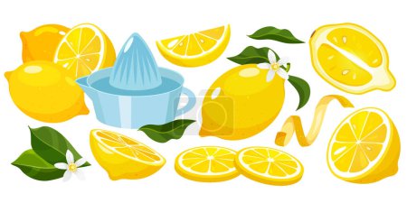 Vector Cartoon Set mit frischen Zitronenfrüchten ganz, halb, Scheiben, Zitronenzeder, blühenden Blumen, Blättern, Zitronenpresse isoliert auf weißem Hintergrund.