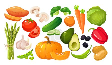 Vector collection of fresh organic vegetables isolated on white background