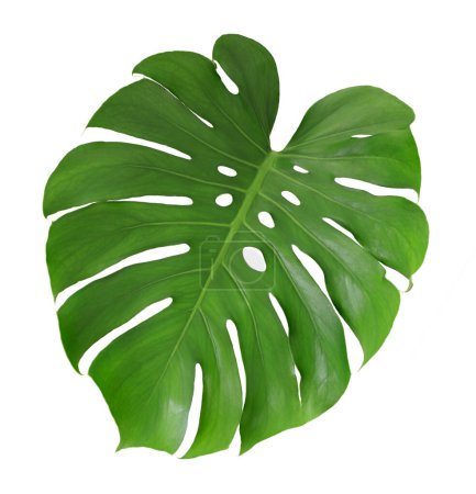Photo for Tropical monstera leaf isolated on white background. Swiss cheese plant, - Royalty Free Image