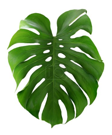 Photo for Green monstera leaf isolated on white background. - Royalty Free Image