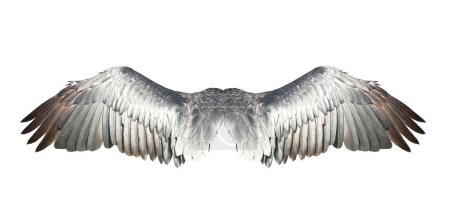 Photo for Bird wings isolated on white backround. - Royalty Free Image
