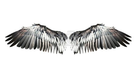 Photo for Bird wings isolated on white backround. - Royalty Free Image