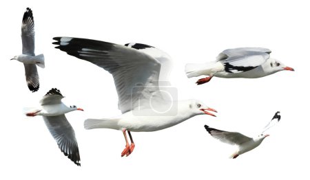 Photo for Seagull in flight isolated on white background - Royalty Free Image