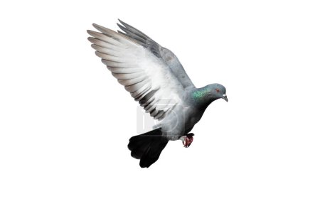 Téléchargez les photos : Pigeon volant en action isolé sur fond blanc. Pigeon gris en vol isolé. Vue latérale d'une colombe volant isolée. - en image libre de droit