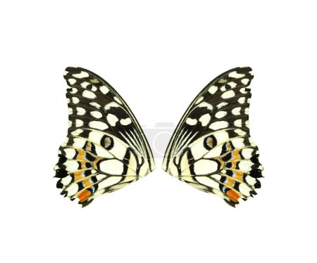 Téléchargez les photos : Ailes de papillon à queue d'hirondelle de tilleul isolées sur fond blanc - en image libre de droit