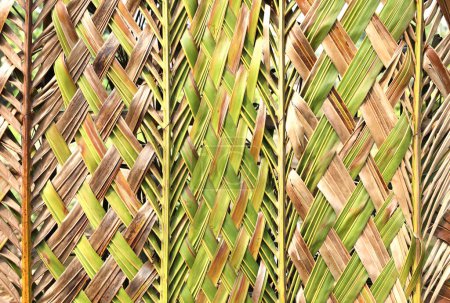Umweltfreundliche Wand aus einem Kokosblatt gewebt. Hintergrund der abstrakten Natur.
