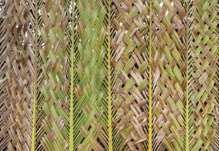 Umweltfreundliche Wand aus einem Kokosblatt gewebt. Hintergrund der abstrakten Natur.