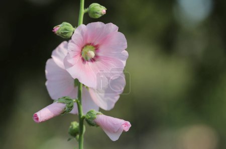 Flor de hollyhock rosa con fondo de jardín verde