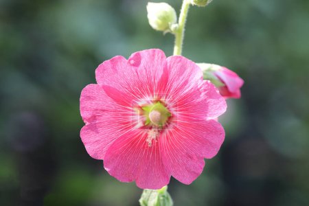 Flor de hollyhock rojo con fondo de jardín verde