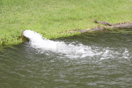 Water flows into the lake with common water monitor on green grass field 