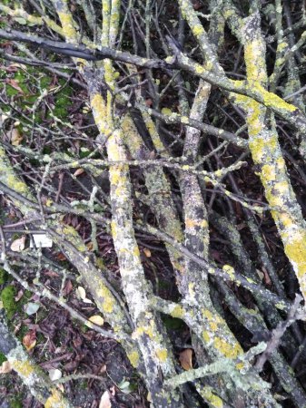 Téléchargez les photos : Les branches sèches des arbres sont couvertes de mousse verte. Forest. Branches sur le sol. - en image libre de droit