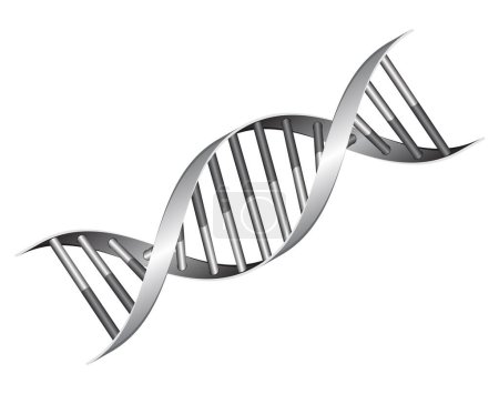 DNA-Helix. Double-Helix-Struktur der DNA. Isoliertes Bild für Drucke, Poster und Illustrationen.
