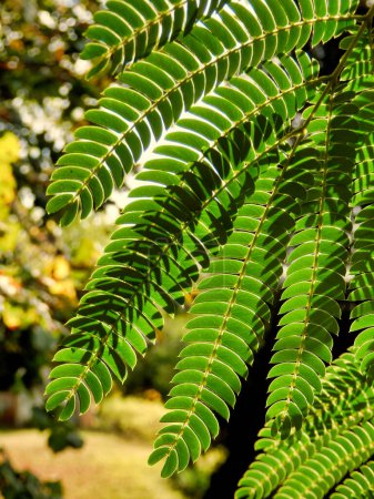 Foto de Acercamiento de las hojas del árbol de seda persa o Mimosa alias Albizia julibrissin, superpuestas por las sombras de las hojas superiores - Imagen libre de derechos